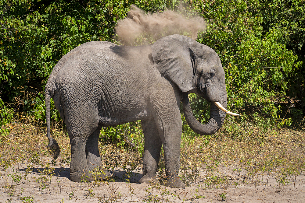 African bush elephant (Loxodonta africana) blows sand over head in Chobe National Park, Botswana