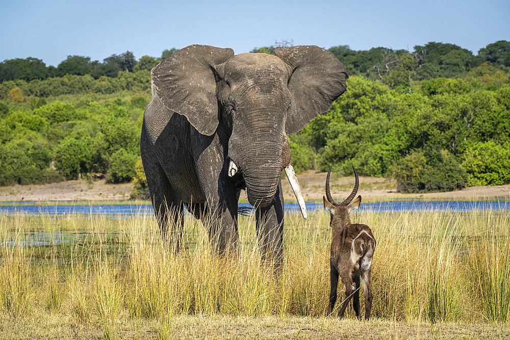 African bush elephant (Loxodonta africana) confronts male Common waterbuck (Kobus ellipsiprymnus) in Chobe National Park, Botswana