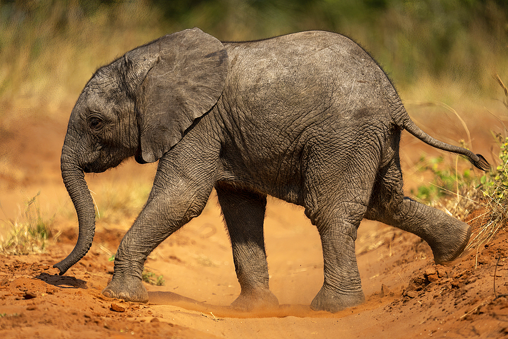 Baby African bush elephant (Loxodonta africana) crosses dirt track in Chobe National Park, Botswana