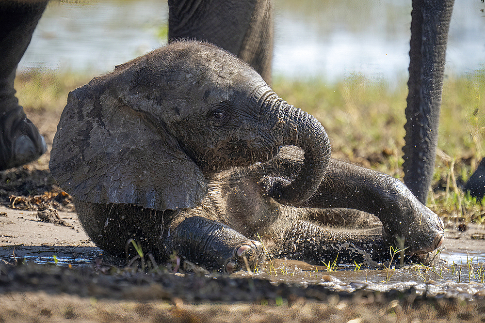 Baby African bush elephant (Loxodonta africana) lying in mud in Chobe National Park, Botswana