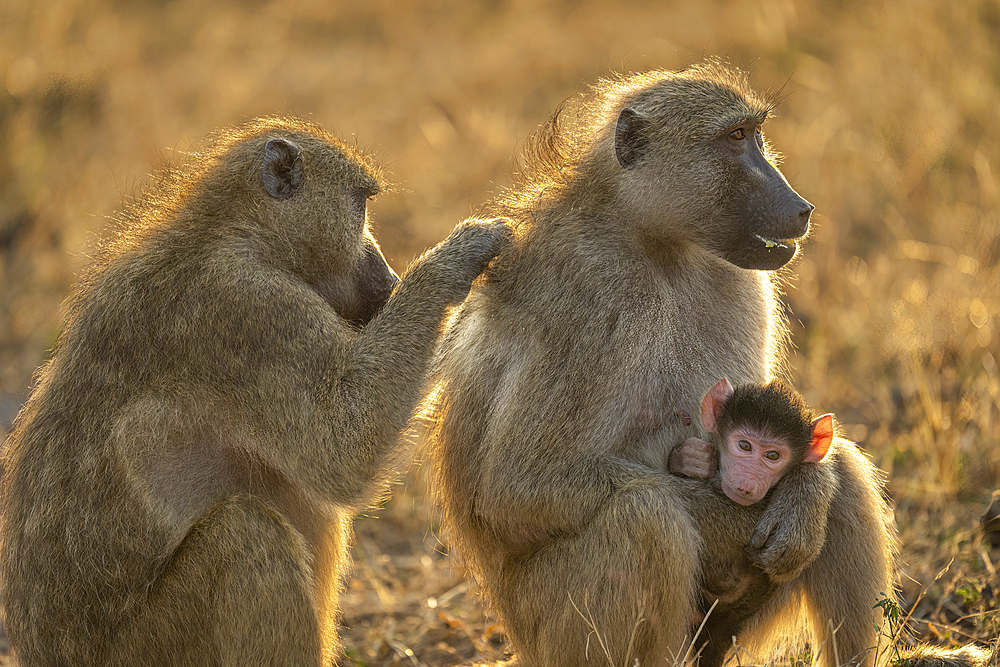 Close-up of baboon (Papio ursinus) grooming another with baby in Chobe National Park, Botswana