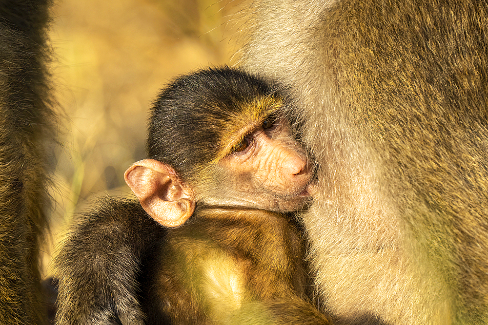 Close-up of baby Chacma baboon (Papio ursinus) drinking milk in Chobe National Park, Botswana