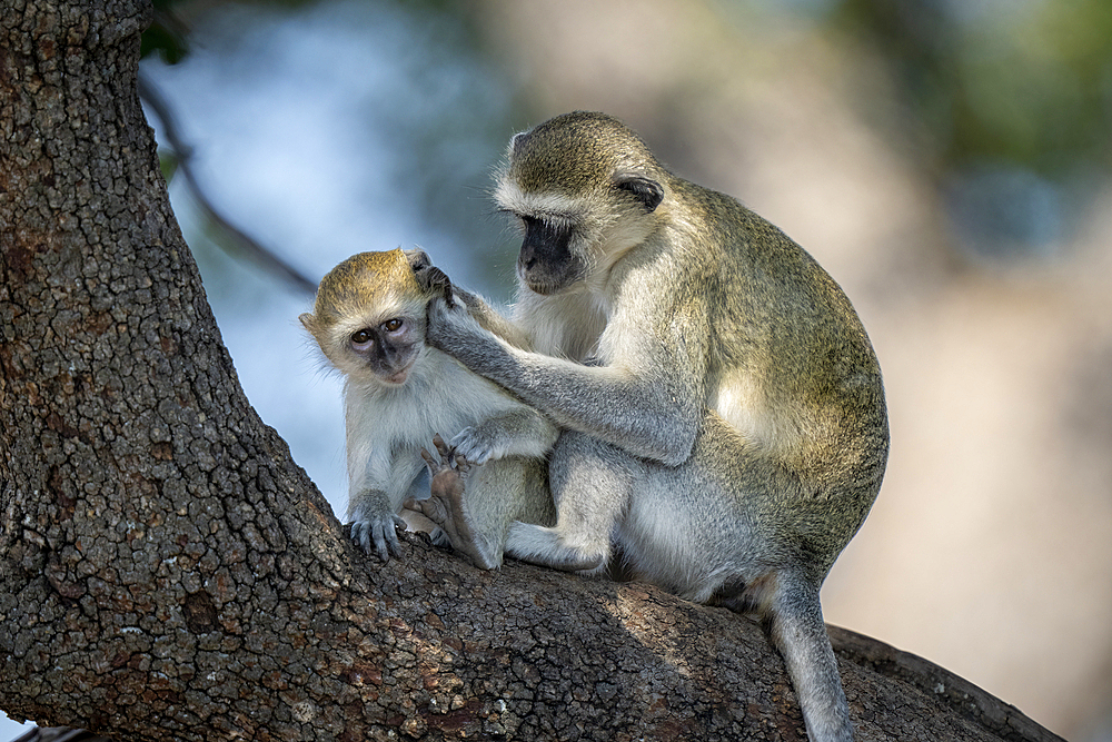 Close-up of Vervet monkey (Chlorocebus pygerythrus) sitting grooming baby in Chobe National Park, Botswana