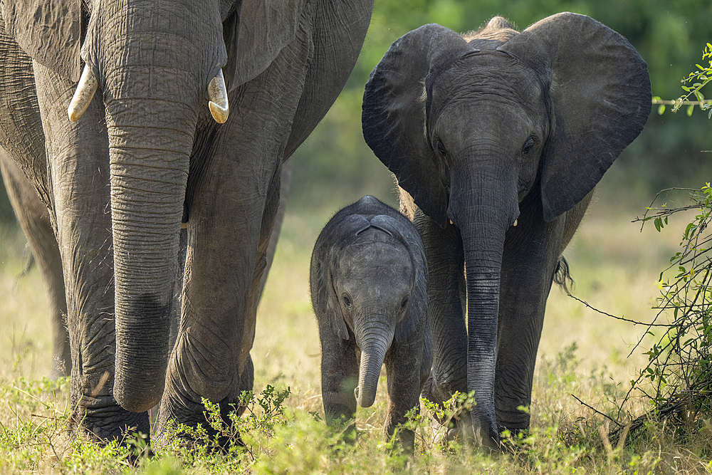 Three African bush elephants (Loxodonta africana) walk towards camera in Chobe National Park, Botswana