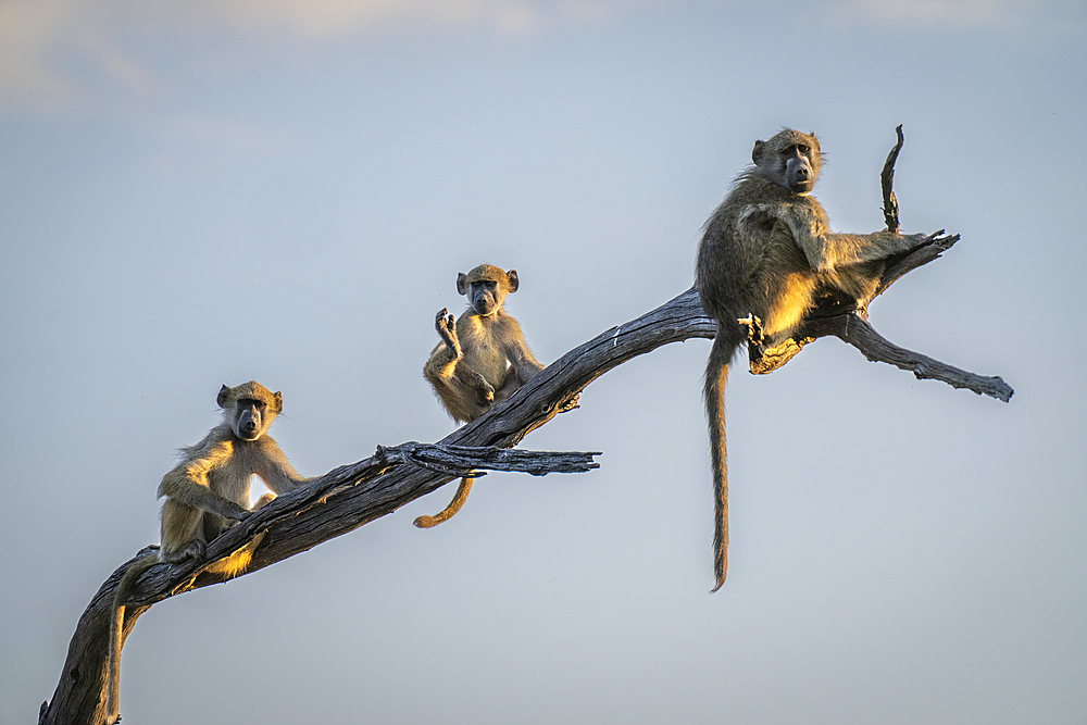 Three Chacma baboons (Papio ursinus) sit on dead branch in Chobe National Park, Botswana