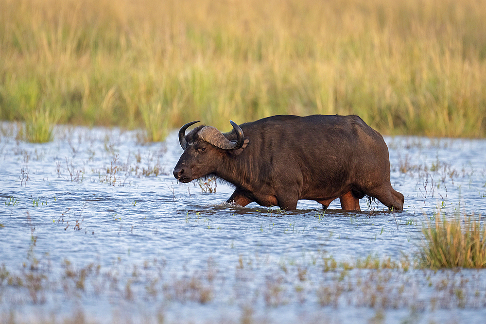 Cape buffalo (Syncerus caffer) walks through shallows watching camera in Chobe National Park, Botswana