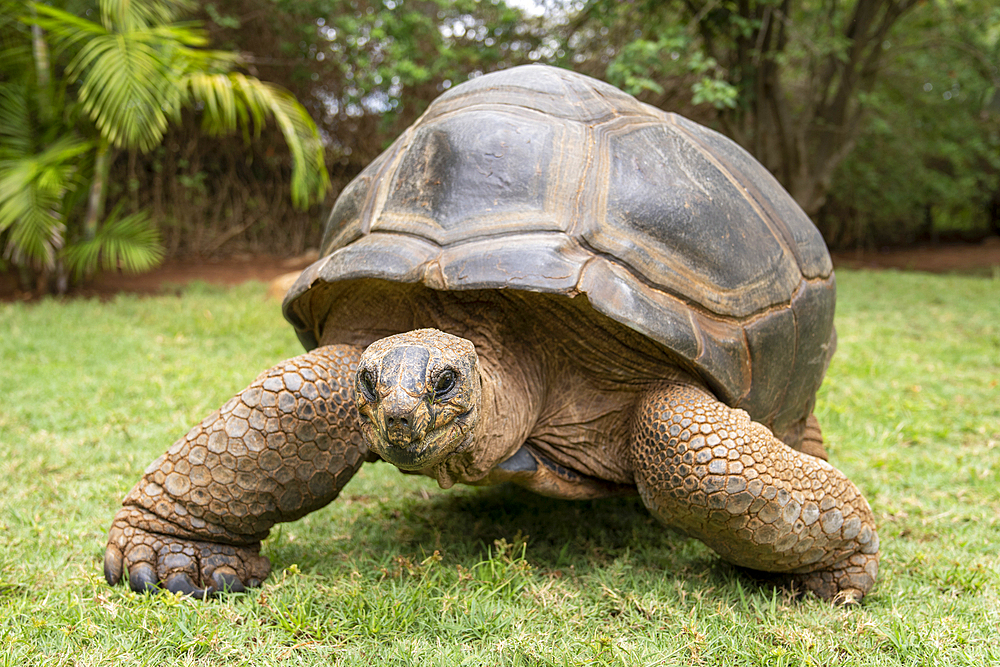 Aldabra giant tortoise (Aldabrachelys gigantea) crosses lawn near trees, Segera, Laikipia, Kenya