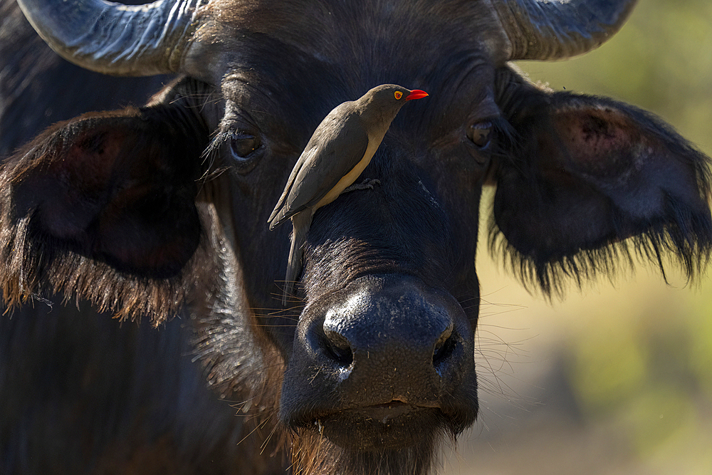 Close-up of Cape buffalo (Syncerus caffer) carrying Red-billed Oxpecker (Buphagus erythrorhynchus) in Chobe National Park, Botswana