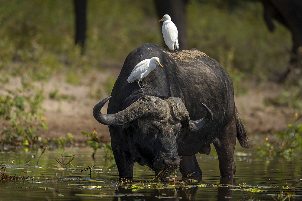 Portrait of a Cape Buffalo (Syncerus caffer) drinking from river carrying two cattle egrets (Bubulcus ibis) on its back in Chobe National Park, Chobe, Botswana