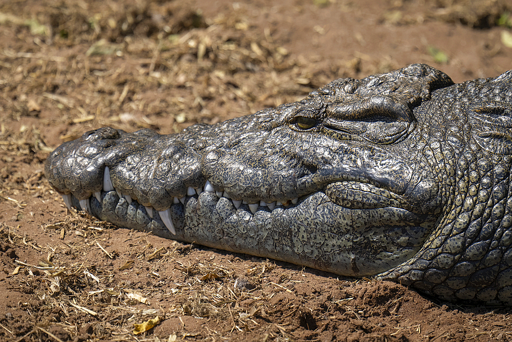 Close-up of Nile crocodile head (Crocodylus niloticus) on riverbank in Chobe National Park, Botswana