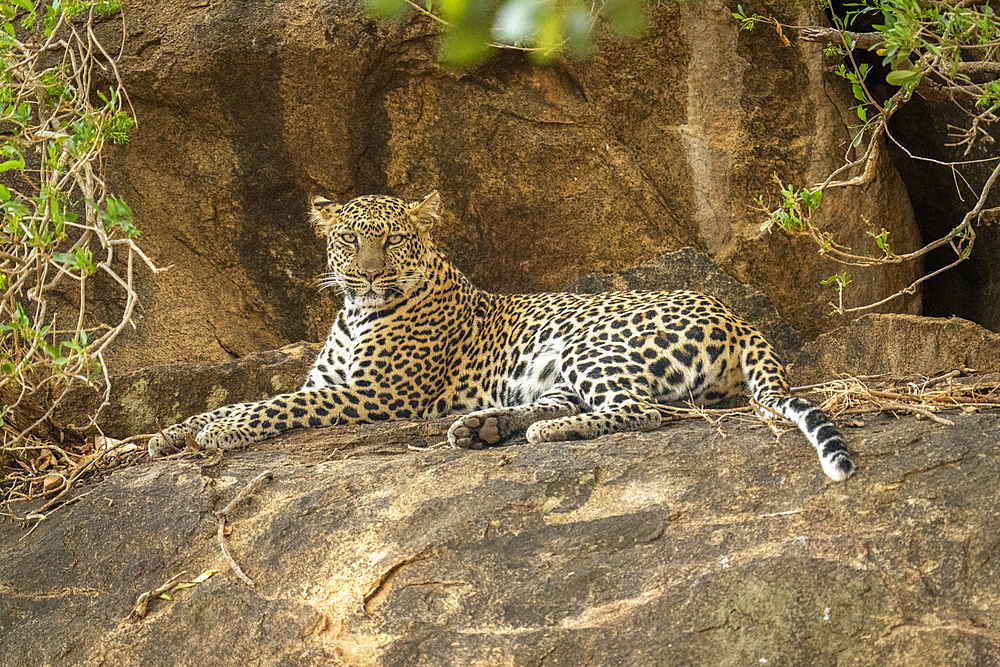 Leopard (Panthera pardus) lies on rock surrounded by branches, Kenya