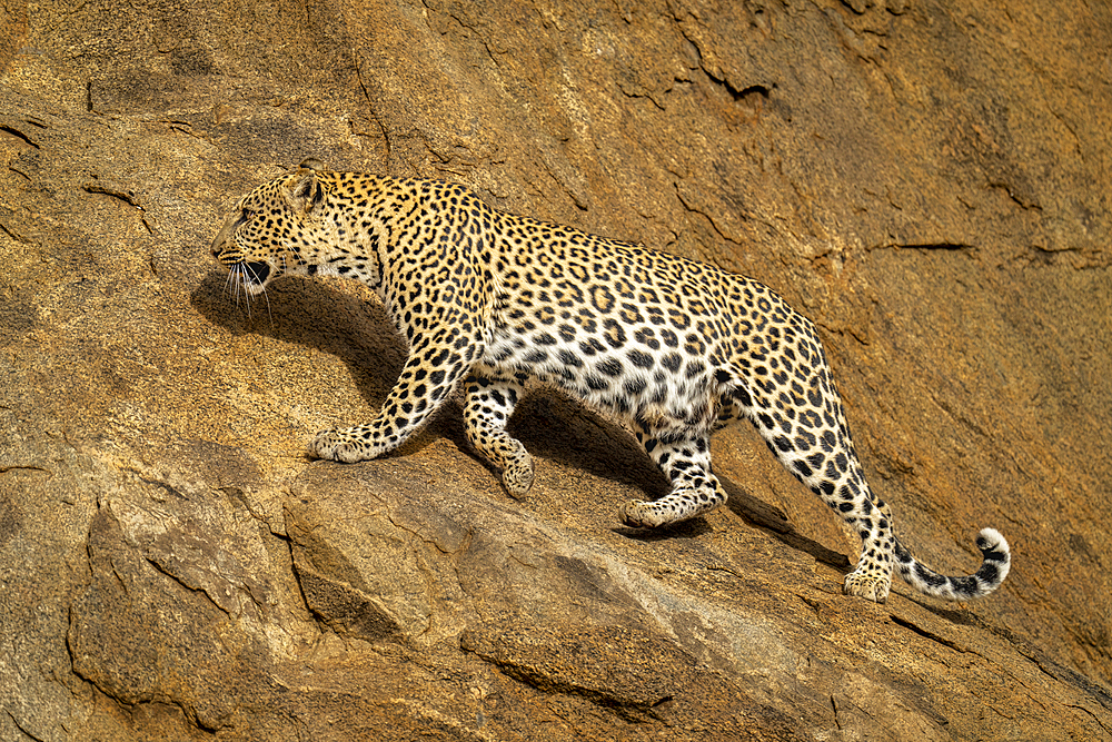 Leopard (Panthera pardus) walking across sloping rockface in sunshine, Laikipia, Kenya