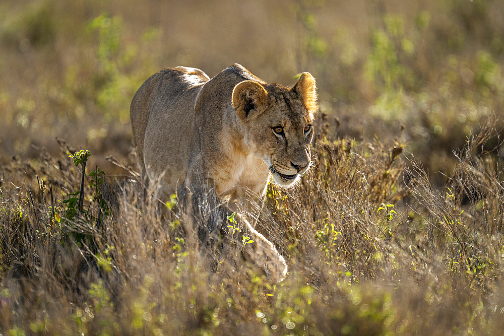 Close-up of a Lioness (Panthera leo) walking through the low bushes in sunshine, Laikipia, Kenya