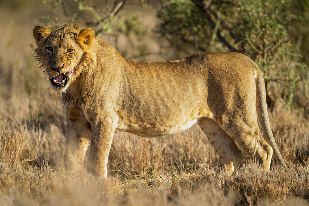 Portrait of a young, male lion (Panthera leo) standing on savanna, staring at the camera, licking his lips, Laikipia, Kenya