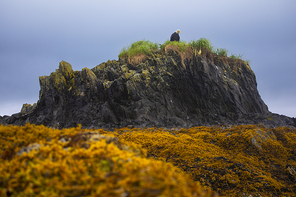 A wet bald eagle (Haliaeetus leucocephalus) sits perched on a nest in grass atop an island at low tide, exposing rock and orange, yellow seaweed on a cloudy day in Prince William Sound, Alaska, United States of America