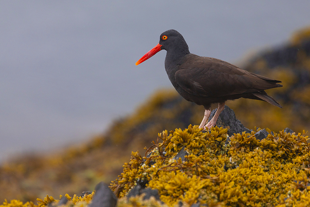 Close-up portrait of an oystercatcher bird (Haematopus) standing on a rock covered in yellow, orange colored seaweed, on a summer day in Prince William Sound, Alaska, United States of America