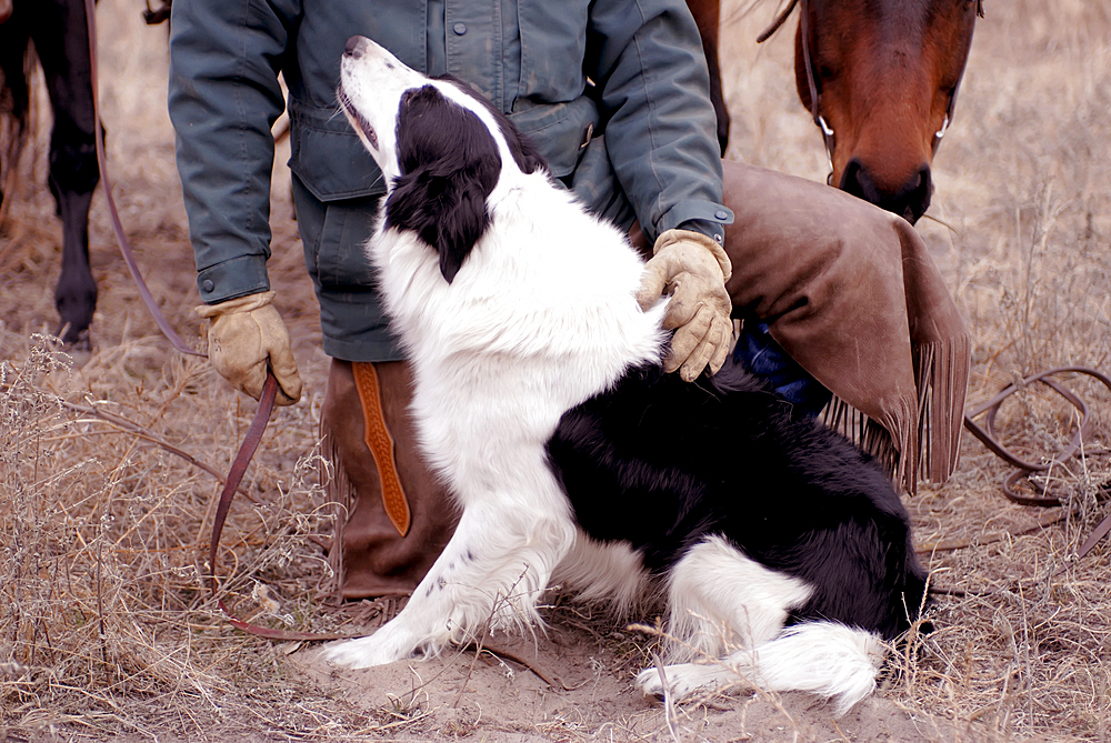 Male rancher and his boarder collie with horses in the background at the Nebraska National Forest, Halsey, Nebraska, United States of America