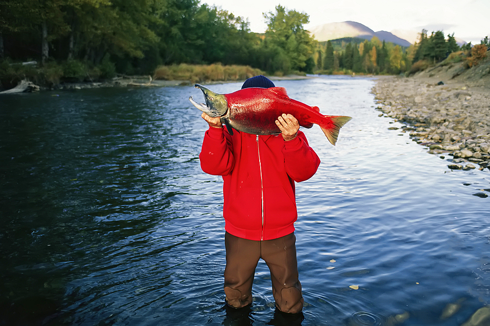 Fisherman displays his sockeye salmon catch, Kenai, Alaska, United States of America