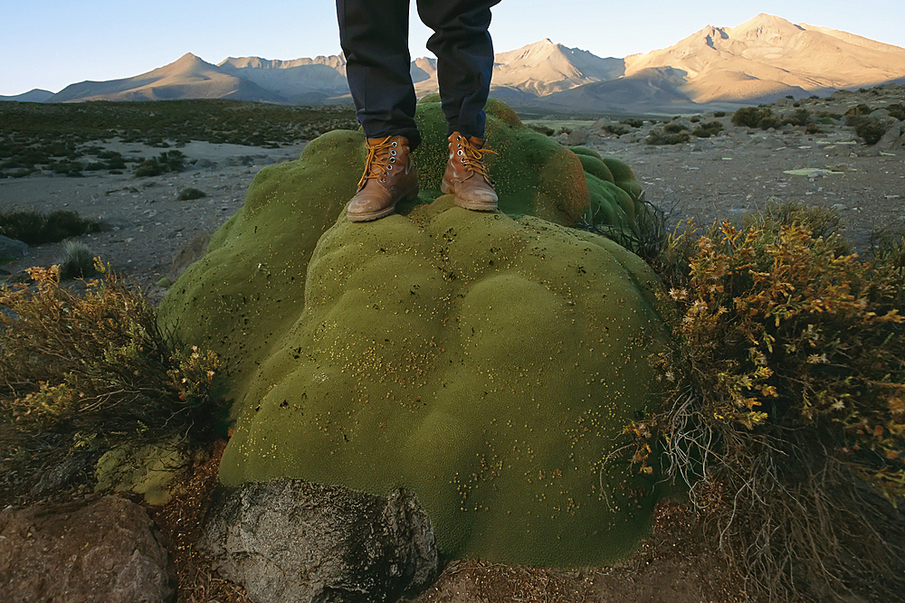 Hiker stands on a moss-covered rock in the Atacama desert, Chile