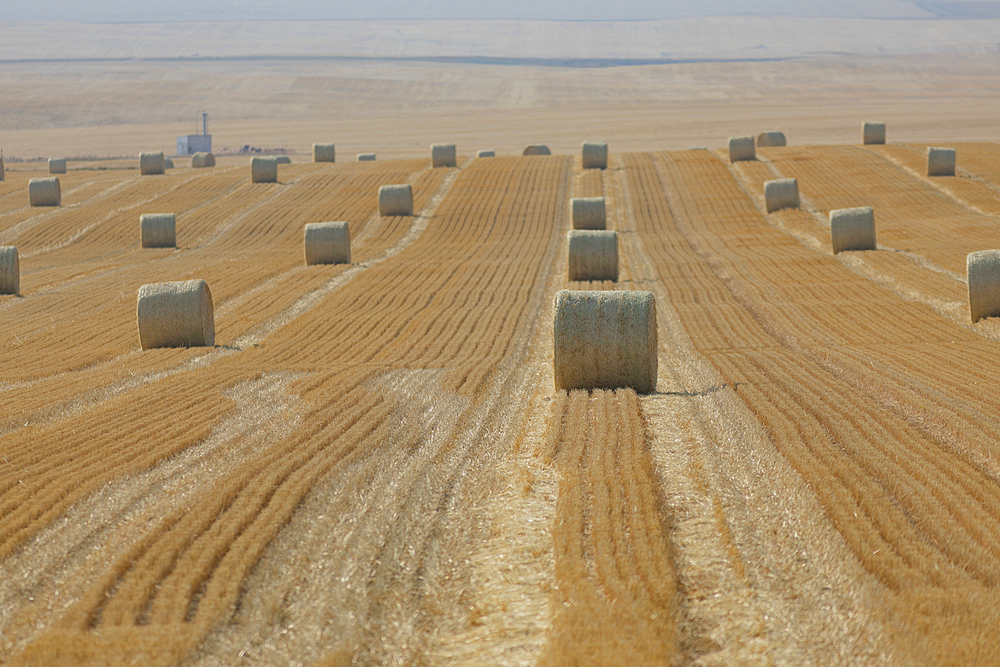 Rows of rolled hay bales in the bright sunlight on the prairie between Calgary and Three Hills, Alberta, Canada