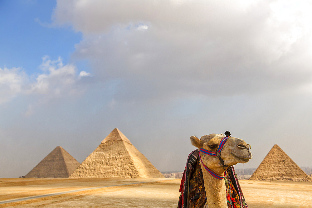 Close-up of a camel (Camelus) with the Great Pyramids of Giza in the distance under a dramatic sky, Giza, Cairo, Egypt