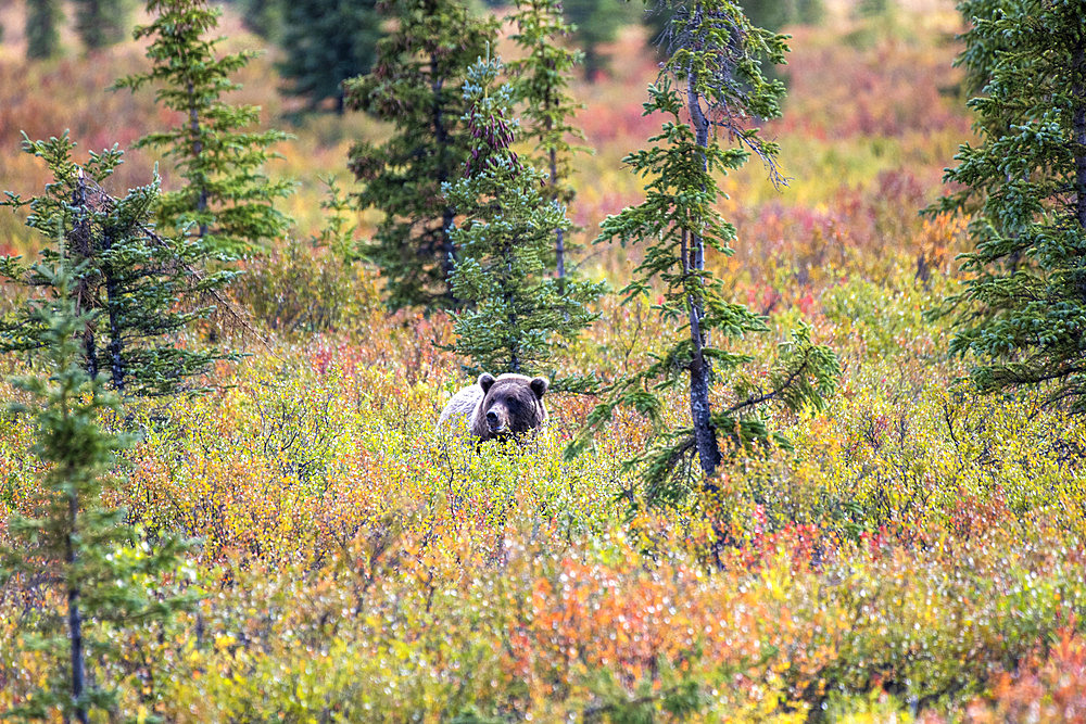 Grizzly bear (Ursus arctos horribilis) surrounded by fall foliage in Denali National Park, Denali National Park & Preserve, Interior Alaska, Alaska, United States of America