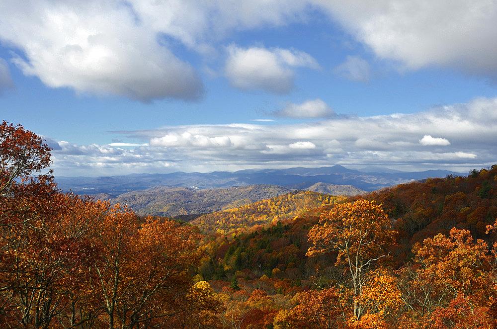 Autumn scene in the Blue Ridge Mountains with vibrant autumn coloured foliage in North Carolina, USA, Fairview, North Carolina, United States of America