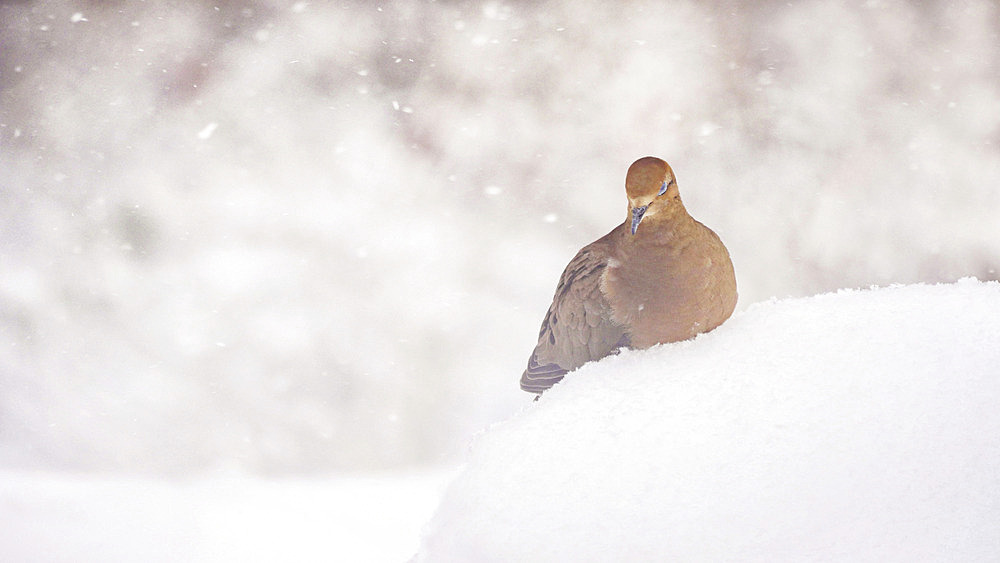 Mourning dove (Zenaida macroura) rests in the snow with its eyes closed, Weaverville, North Carolina, United States of America