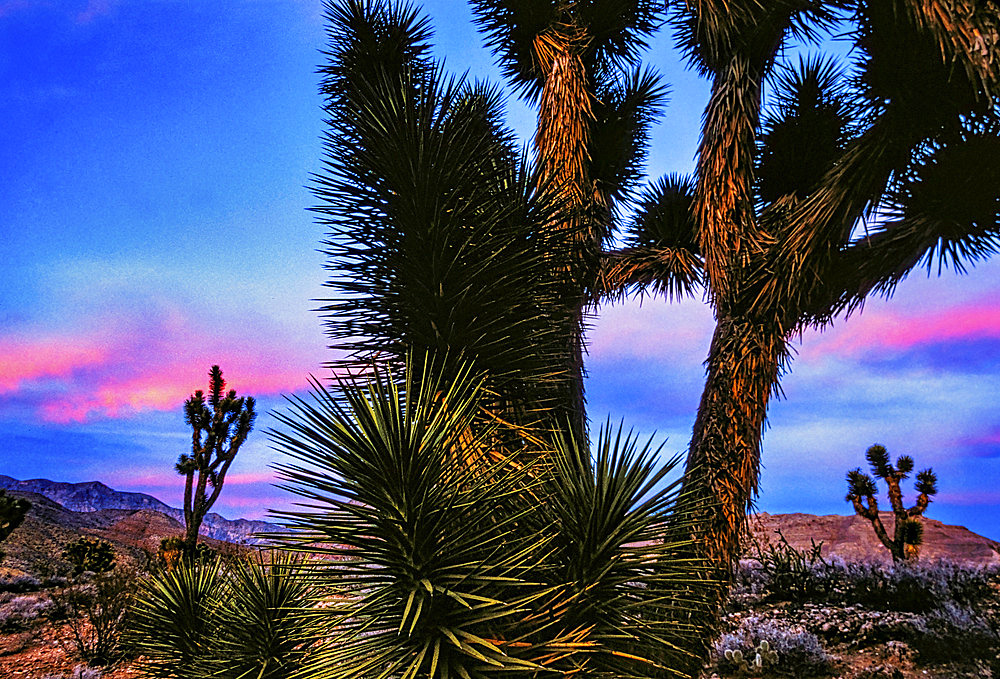 Joshua trees (Yucca brevifolia) are a type of yucca that can reach that Heavily dependent on annual rains, the native plant is formally known as Yucca brevifolia, which grows at lower elevations is desert terrain near the Virgin River in southwest Utah, Utah, United States of America