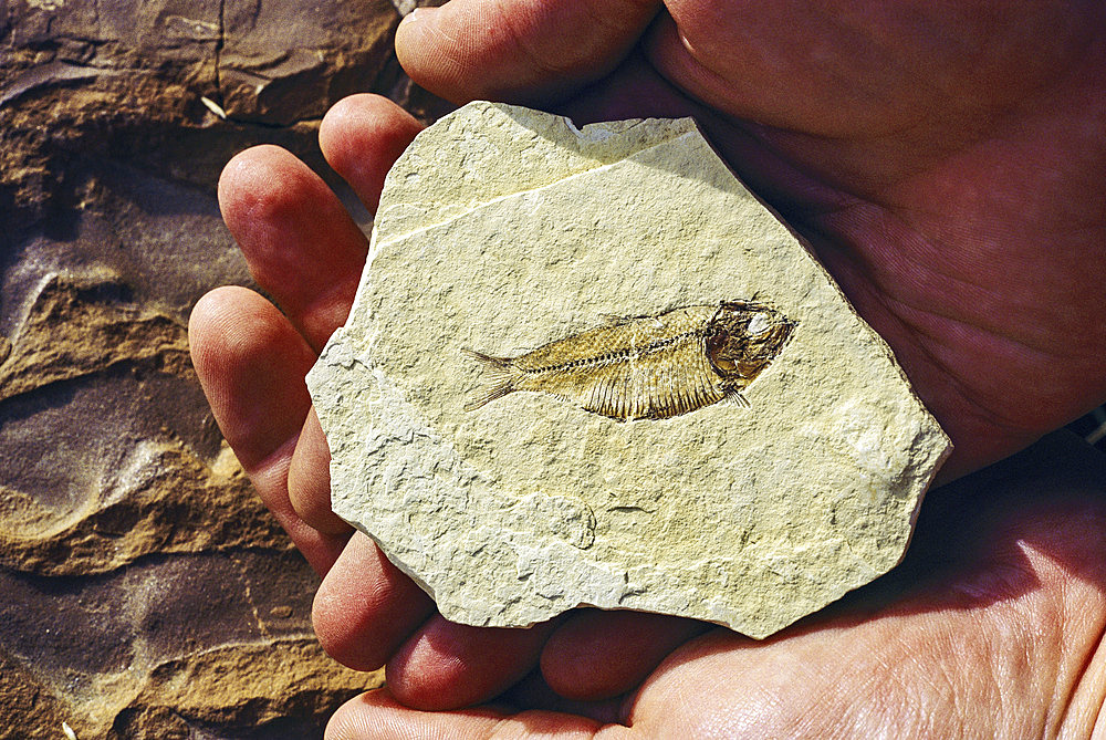 Fish fossil is held in the palm of a hand. Some of the world's best preserved fossils are found in the Fossil Butte National Monument on flat-topped ridges of southwestern Wyoming's cold sagebrush desert. Discoveries from the ancient lake sediments the Eocene Green River Formation of Fossil Basin are world-renowned, Wyoming, United States of America