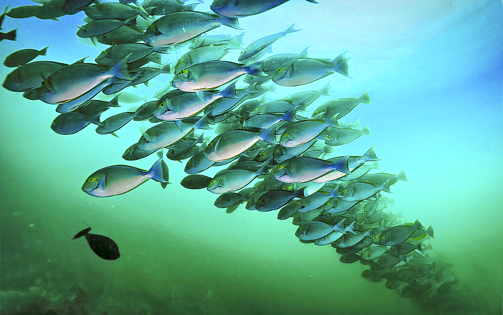 Surgeonfish aggregate on the north coast of Komodo Island. Surgeonfishes are small-scaled, with a single dorsal fin and one or more distinctive, sharp spines that are located on either side of the tail base and can produce deep cuts. They are primarily algae eaters, Komodo Island, Indonesia