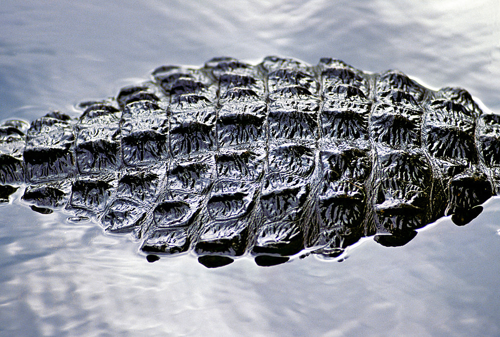 Submerged alligator (Alligator mississippiensis) is only visible with his armored back poking above placid waters as he hunts on the muddy bottom of the Okefenokee Swamp. The reptiles skin has embedded bony plates called osteoderms or scutes. Alligator populations are considered to have recovered from overharvesting pressures through supplemental farming practices and protections placed on wild animals. However, the species is still federally listed as threatened because it looks like the American crocodile, which is endangered, Georgia, United States of America