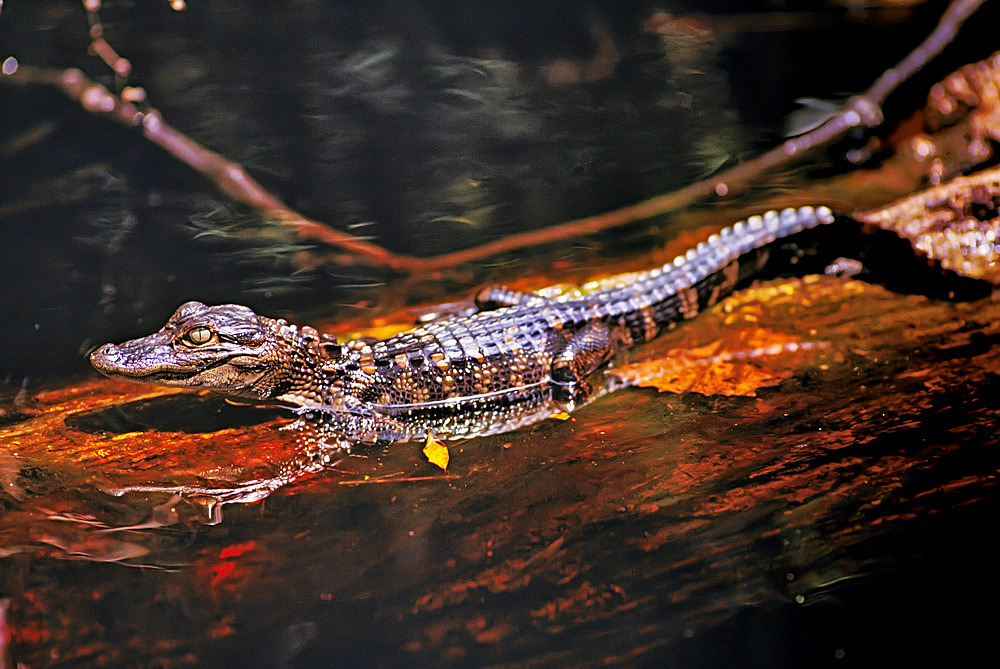 Young alligator hatchling (Alligator mississippiensis) suns on a sunken log in the Okefenokee Swamp. Mothers aggressively guard the nests when until the juveniles begin hunting on their own. American alligators were once threatened from hunting but with protections have recovered although hatchlings are vulnerable to predators, Georgia, United States of America