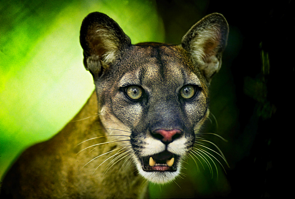 Close-up portrait of a Florida panther (Felis concolor coryi), Florida, United States of America