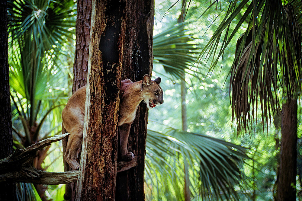 Florida panther (Felis concolor coryi) peering down from a tree, Florida, United States of America