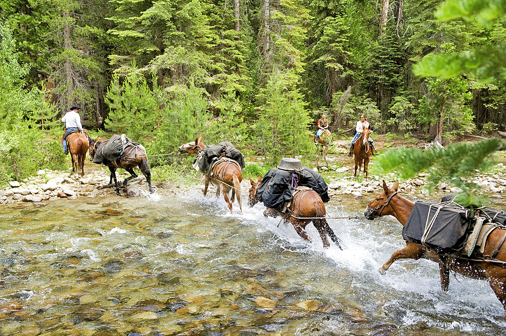 Horses are led through a stream at King's Canyon National Park, California, United States of America