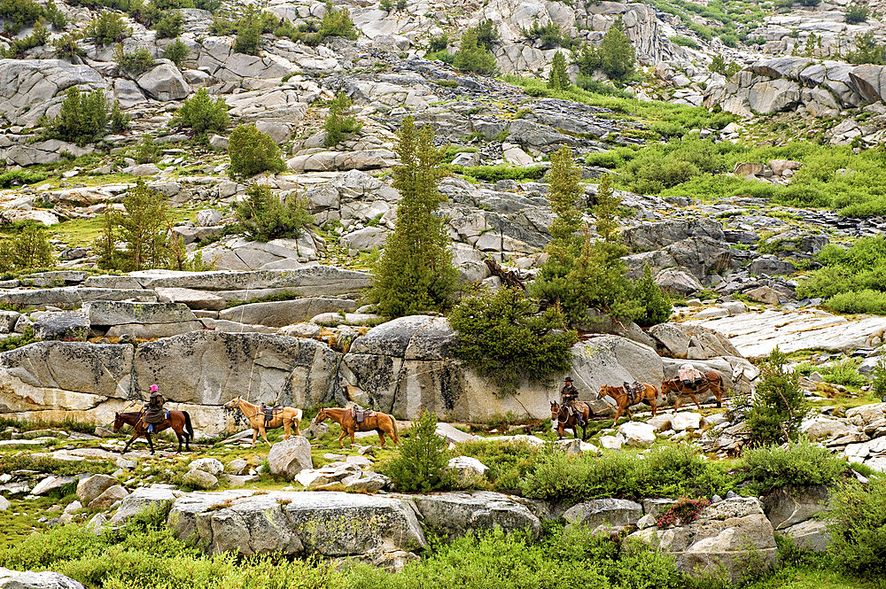 Horses are led through the mountains at King's Canyon National Park, California, United States of America