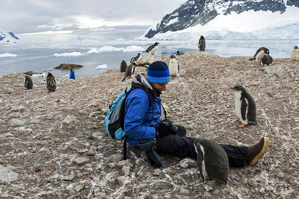 Woman at the Gentoo penguin (Pygoscelis papua) colony in Antarctica, Antartica