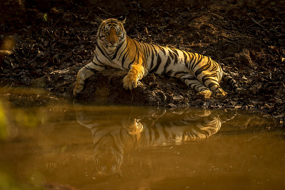 Portrait of Bengal tiger (Panthera tigris tigris) lying beside waterhole, watching camera, Madhya Pradesh, India