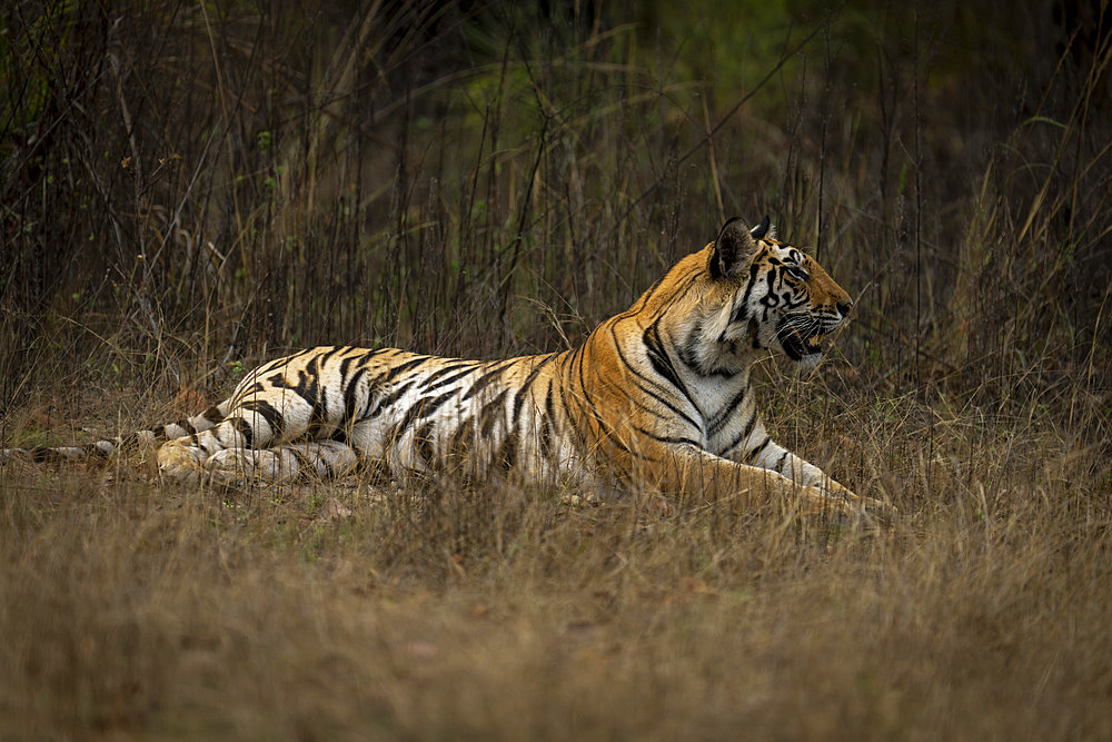 Portrait of Bengal tiger (Panthera tigris tigris) lying down in the grass staring ahead into the distance, Madhya Pradesh, India