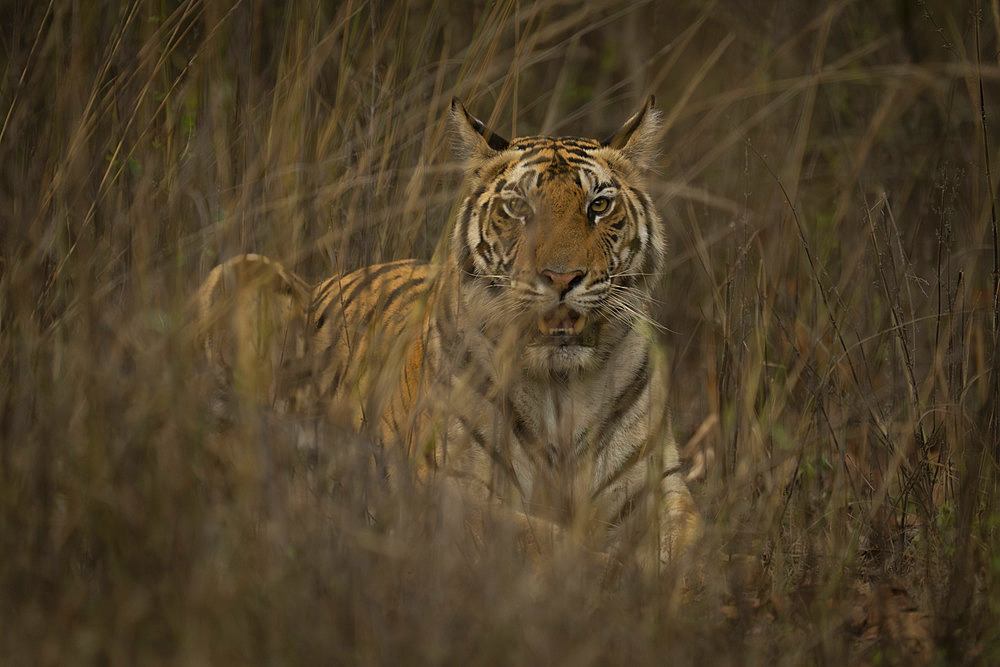 Close-up portrait of Bengal tiger (Panthera tigris tigris) lying down in the grass, watching the camera, Madhya Pradesh, India