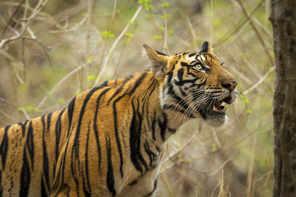 Close-up portrait of a Bengal tiger (Panthera tigris tigris) standing in the forest looking up, Madhya Pradesh, India