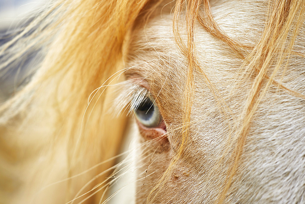 Close-up detail of a blue eye and blond mane hair of an Icelandic pony, near Stykkisholmur, Snaefellsnes peninsula, Iceland, Iceland