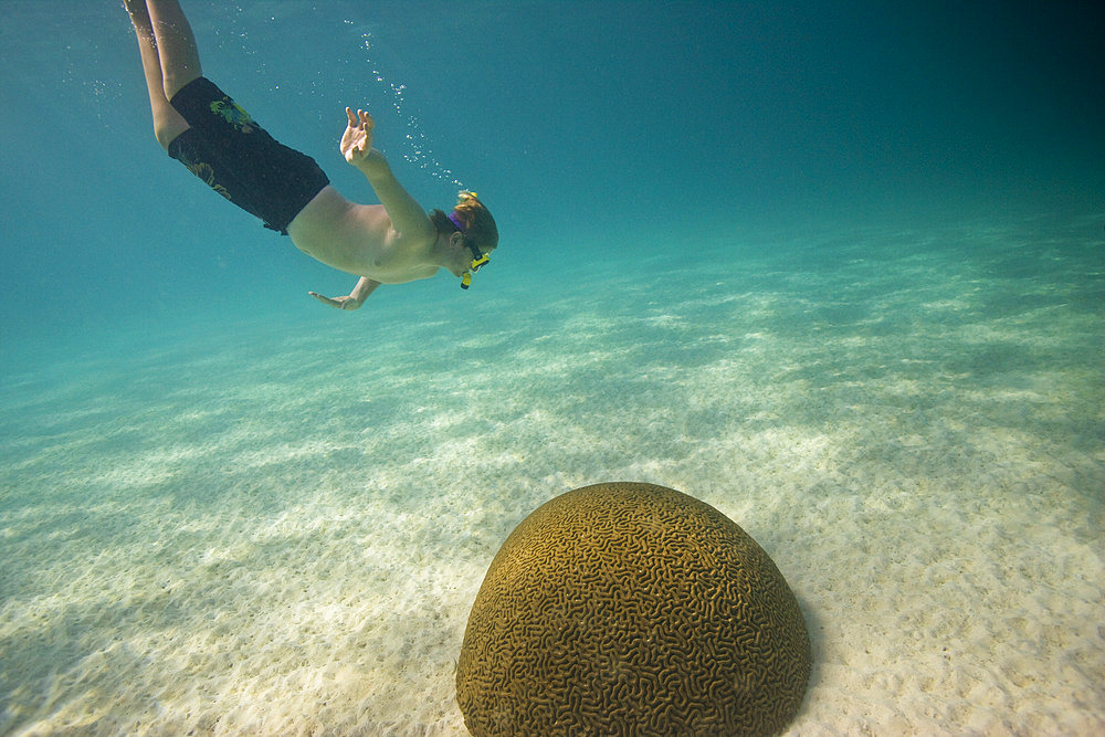 Young snorkeler dives toward coral in the Buccoo Reef and Nylon Pool, Tobago, Tobago, Republic of Trinidad and Tobago