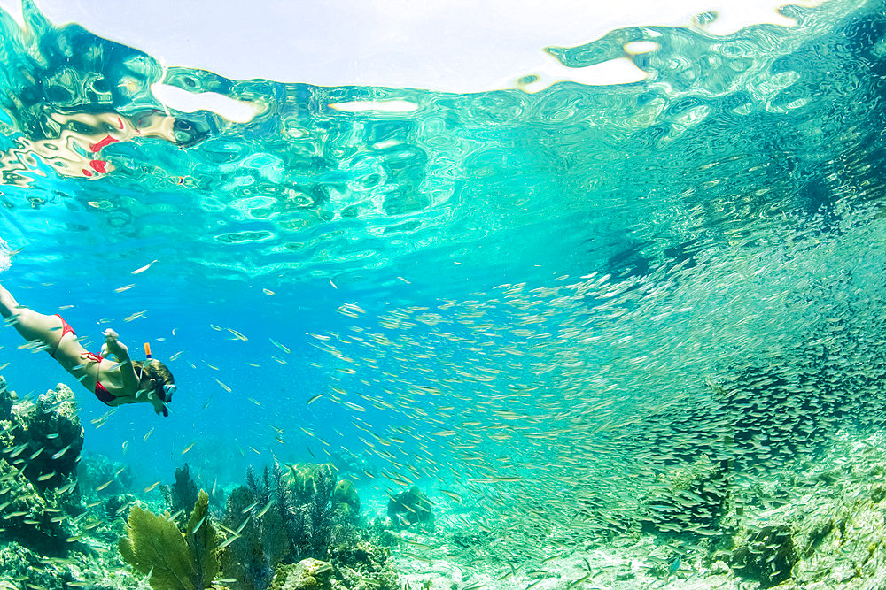 Young woman snorkeling with a school of fish, Water Cay, Utila, Honduras