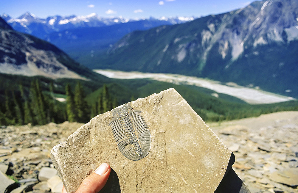 Trilobite fossil found at Burgess Shale in Yoho National Park, BC, Canada, British Columbia, Canada