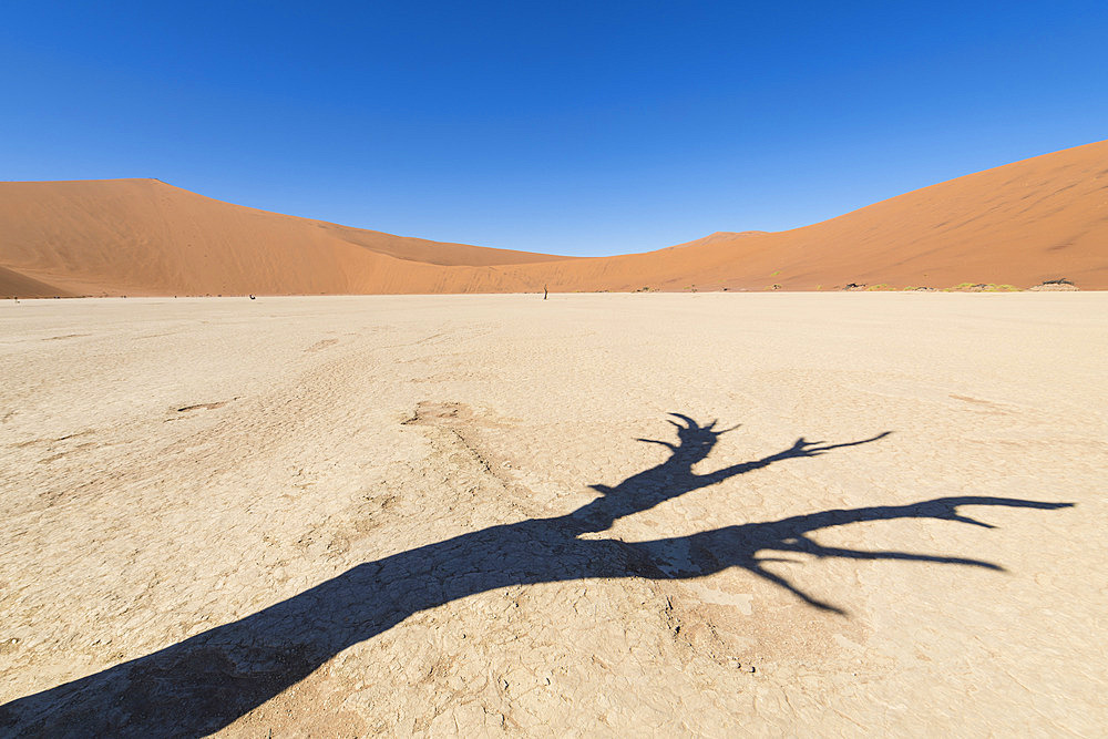 Shadow of a long dead acacia tree across Deadvlei, Sossusvlei, Namib-Naukluft Park, Namibia