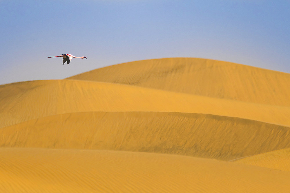 Lesser flamingo (Phoeniconaias minor) flying above sand dunes near Walvis Bay, Namibia