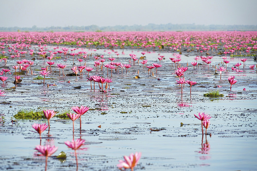 Pink water lilies (Nymphaeaceae) in full bloom, Pink Water Lilies Lake, Udon Thani, Thailand