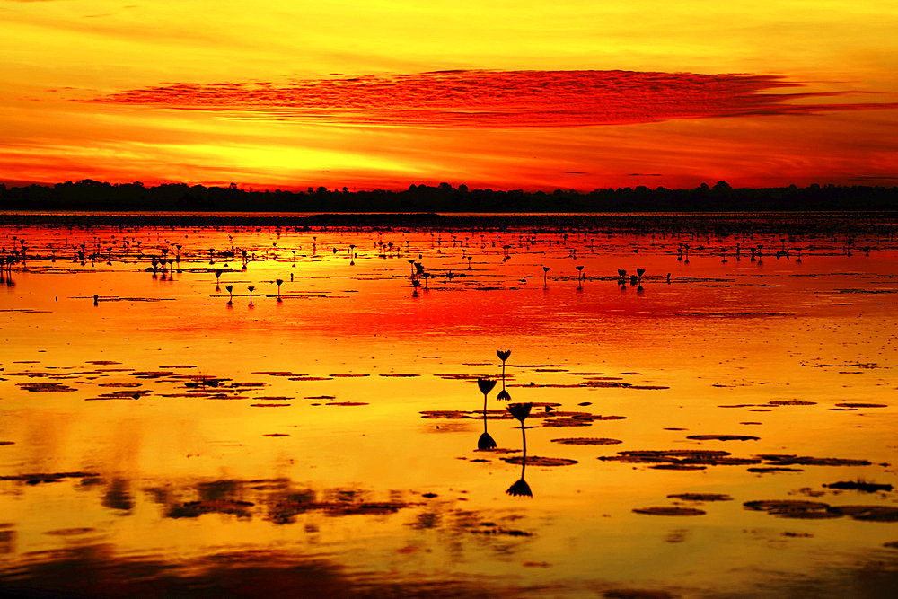 Beautiful, golden sunrise on Pink Lotus Lake, Udon Thani, Thailand